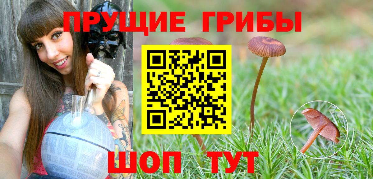 Малгобек  Псилоцибиновые грибы Psilocybe  Вход с VPN  Псилоцибиновые грибы GOLDEN TEACHER 